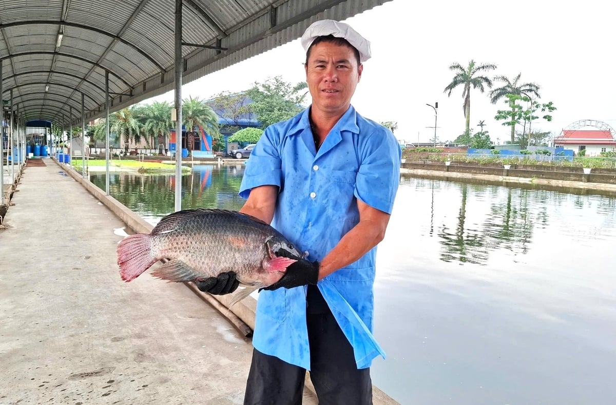 Nhờ kiểm soát tốt các yếu tố trong quá trình nuôi, cá sinh trưởng và phát triển khỏe mạnh. Ảnh: Trung Quân.