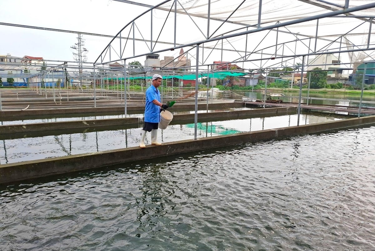 Nuôi cá theo hình thức sông trong ao giúp người nuôi thuận lợi kiểm soát toàn bộ chuỗi. Ảnh: Trung Quân.