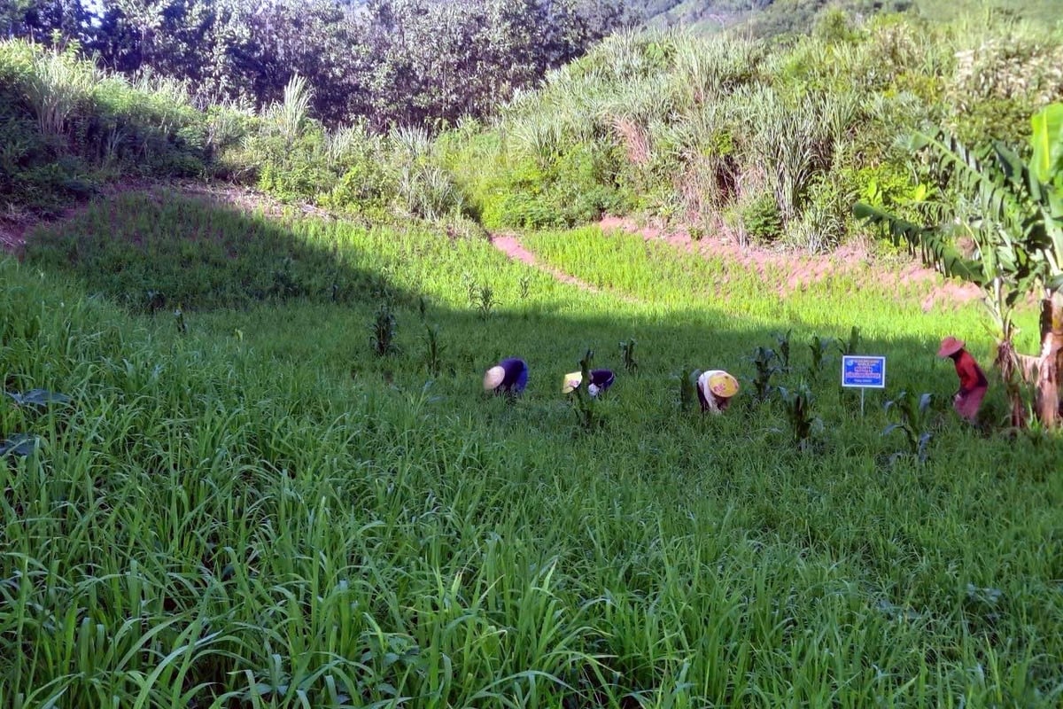 Lúa Ra Dư và chuối lùn bản địa là đặc sản của người dân vùng cao Quảng Trị. Ảnh: Võ Dũng.