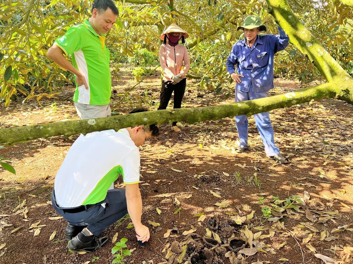 Kỹ thuật Sitto kiểm tra pH vườn sầu riêng sau khi sử dụng Ultra-Green nâng pH, giảm sự hấp thu Cd vào cây. Ảnh: Minh Quốc.