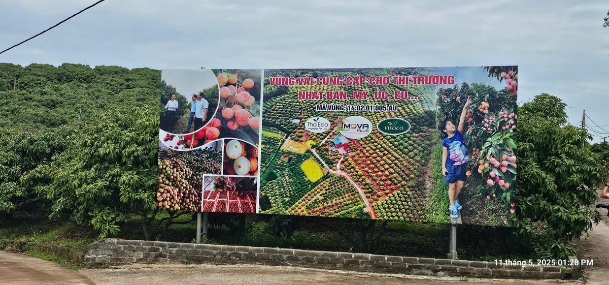 Vải thiều chín sớm đặc trưng của xã Phúc Hòa, huyện Tân Yên, là minh chứng cho sự phát triển kinh tế nông nghiệp gắn với chương trình nông thôn mới. Ảnh: Phạm Minh.