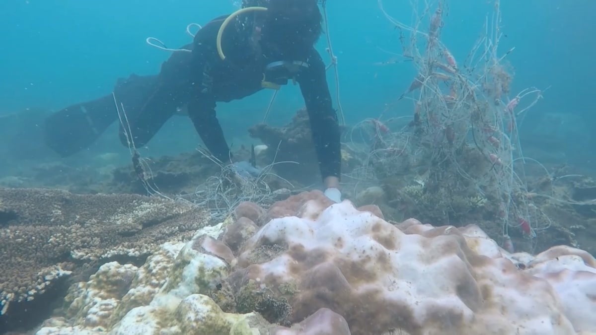 Specialized forces collect ghost nets trapped under coral reefs. Photo: Con Dao National Park.