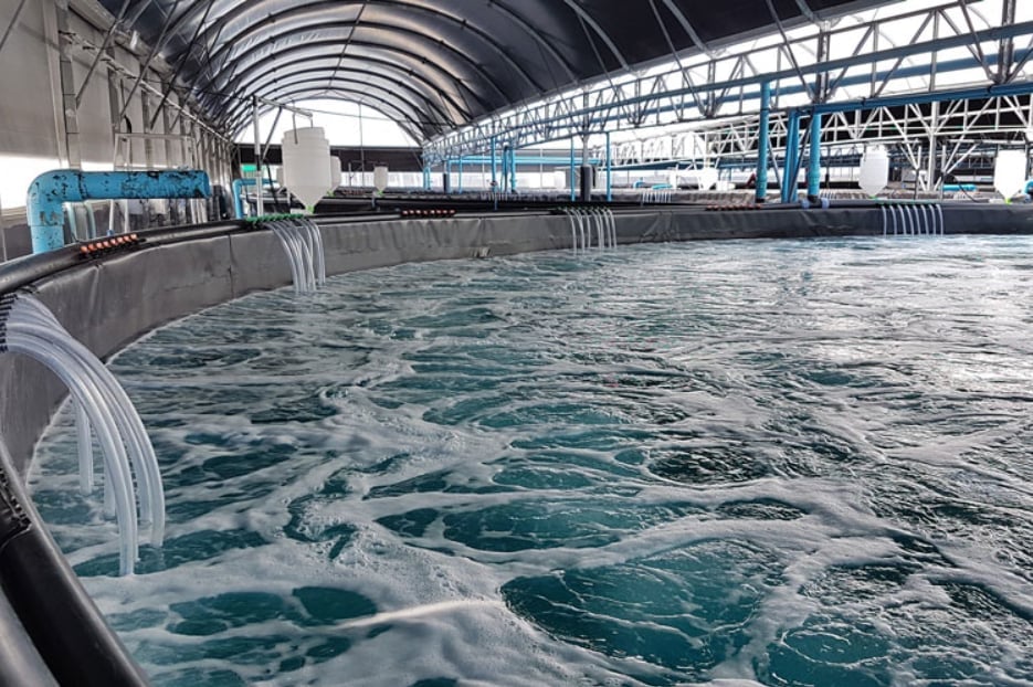 Nguyên lý hoạt động của hệ thống RAS dựa trên việc luân chuyển nước liên tục qua các bước lọc, xử lý sinh học, cơ học, hóa học và lý học để duy trì chất lượng nước tốt cho vật nuôi. Ảnh: Thủy sản Việt Nam. Nguyên lý hoạt động của hệ thống RAS dựa trên việc luân chuyển nước liên tục qua các bước lọc, xử lý sinh học, cơ học, hóa học và lý học để duy trì chất lượng nước tốt cho vật nuôi. Ảnh: Thủy sản Việt Nam.