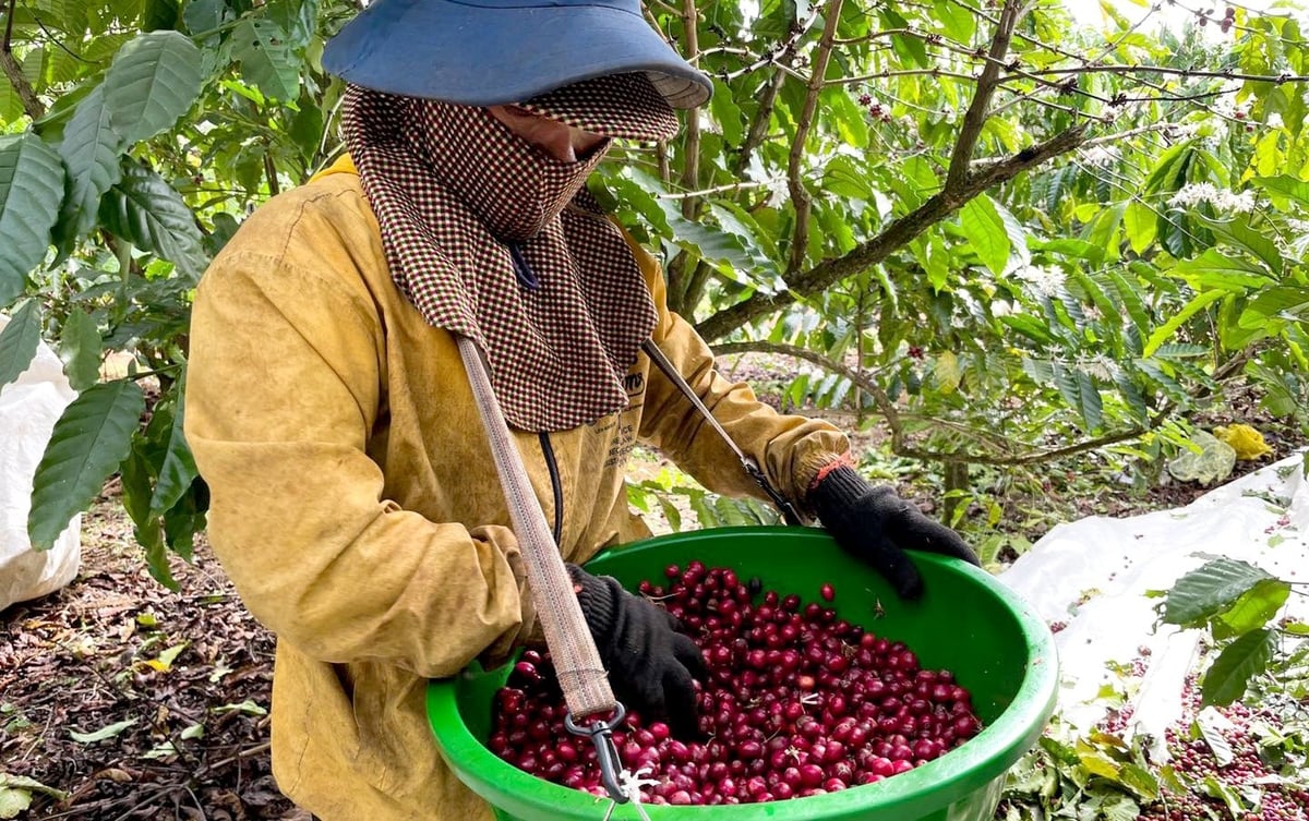 Nông dân Tây Nguyên thu hoạch cà phê. Ảnh: Sơn Trang. Nông dân Tây Nguyên thu hoạch cà phê. Ảnh: Sơn Trang.