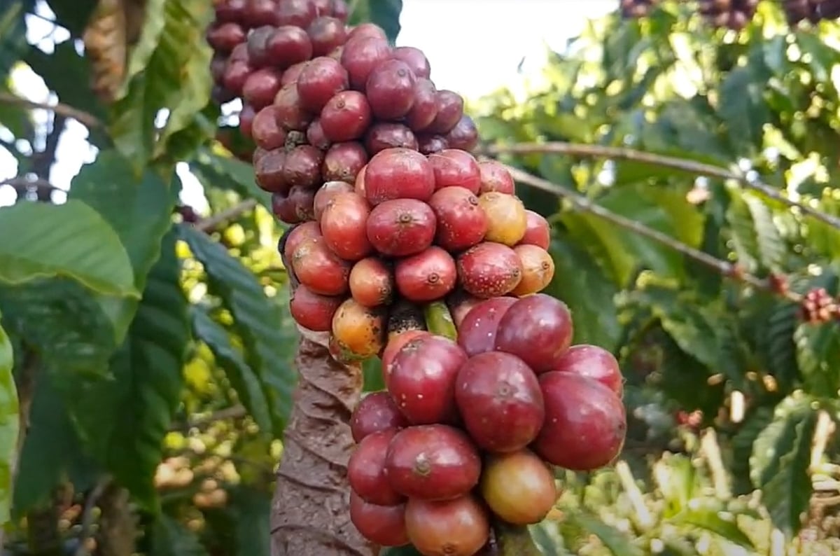 Cà phê ở Bảo Lộc, Lâm Đồng. Ảnh: Sơn Trang. Cà phê ở Bảo Lộc, Lâm Đồng. Ảnh: Sơn Trang.