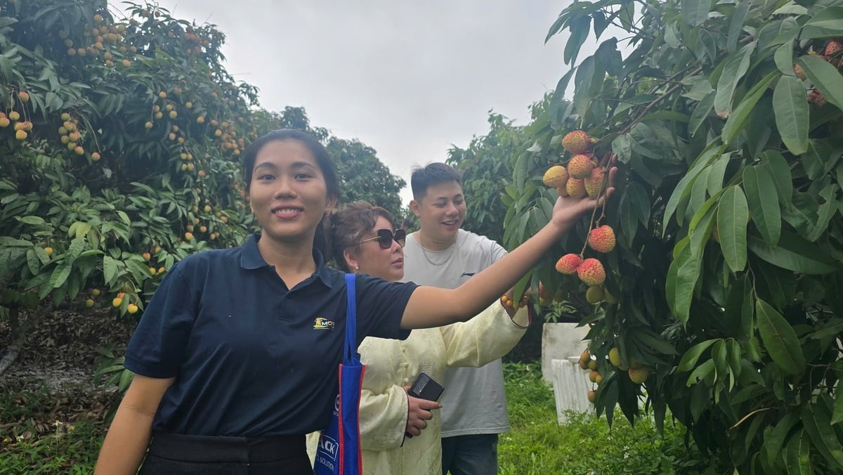 Nhiều người thích thú khi đến với vườn vải chín sớm phục vụ xuất khẩu tại xã Phúc Hòa. Ảnh: Đinh Mười. Nhiều người thích thú khi đến với vườn vải chín sớm phục vụ xuất khẩu tại xã Phúc Hòa. Ảnh: Đinh Mười.
