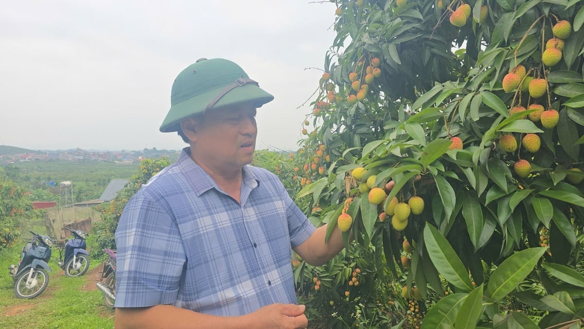Ông Ngô Văn Tiệp - Chủ tịch UBND xã Phúc Hòa chia sẻ với PV về những ưu thế, đặc điểm của vải chín sớm. Ảnh: Đinh Mười. Ông Ngô Văn Tiệp - Chủ tịch UBND xã Phúc Hòa chia sẻ với PV về những ưu thế, đặc điểm của vải chín sớm. Ảnh: Đinh Mười.