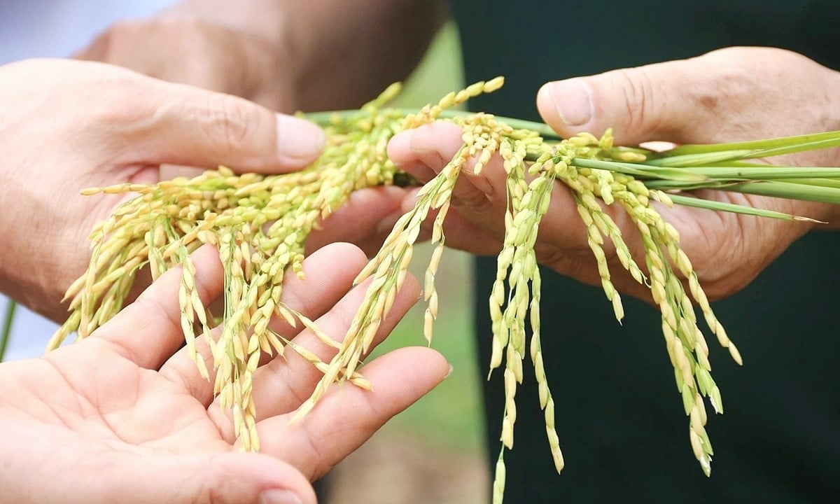Cập nhật giá lúa gạo hôm nay 28/5/2025 mới nhất Cập nhật giá lúa gạo hôm nay 28/5/2025 mới nhất