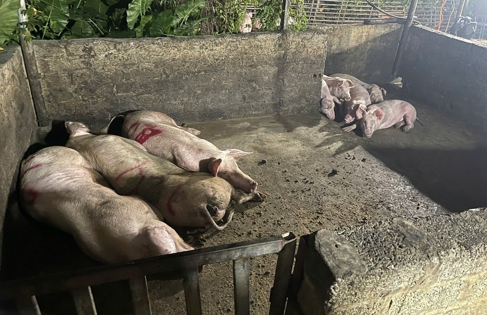 Số lượng lợn dương tính với virus dịch tả lợn châu Phi tại cơ sở giết mổ hộ gia đình ông Nguyễn Tiến Mạnh. Ảnh: Công an tỉnh Hà Nam. Số lượng lợn dương tính với virus dịch tả lợn châu Phi tại cơ sở giết mổ hộ gia đình ông Nguyễn Tiến Mạnh. Ảnh: Công an tỉnh Hà Nam.