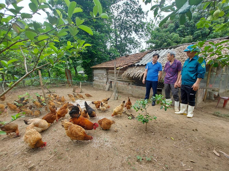 Gà Lạc Sơn, một nguồn gen bản địa quý được người dân nuôi thương phẩm. Ảnh: Thanh Hoa.