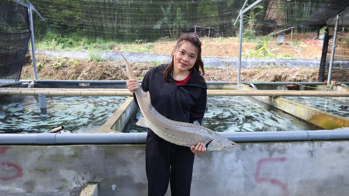 Vợ chồng chị Lương Thị Lực đã chủ động được nguồn giống, vì vậy cá sinh trưởng và phát triển tốt. Ảnh: Thanh Tâm Vợ chồng chị Lương Thị Lực đã chủ động được nguồn giống, vì vậy cá sinh trưởng và phát triển tốt. Ảnh: Thanh Tâm