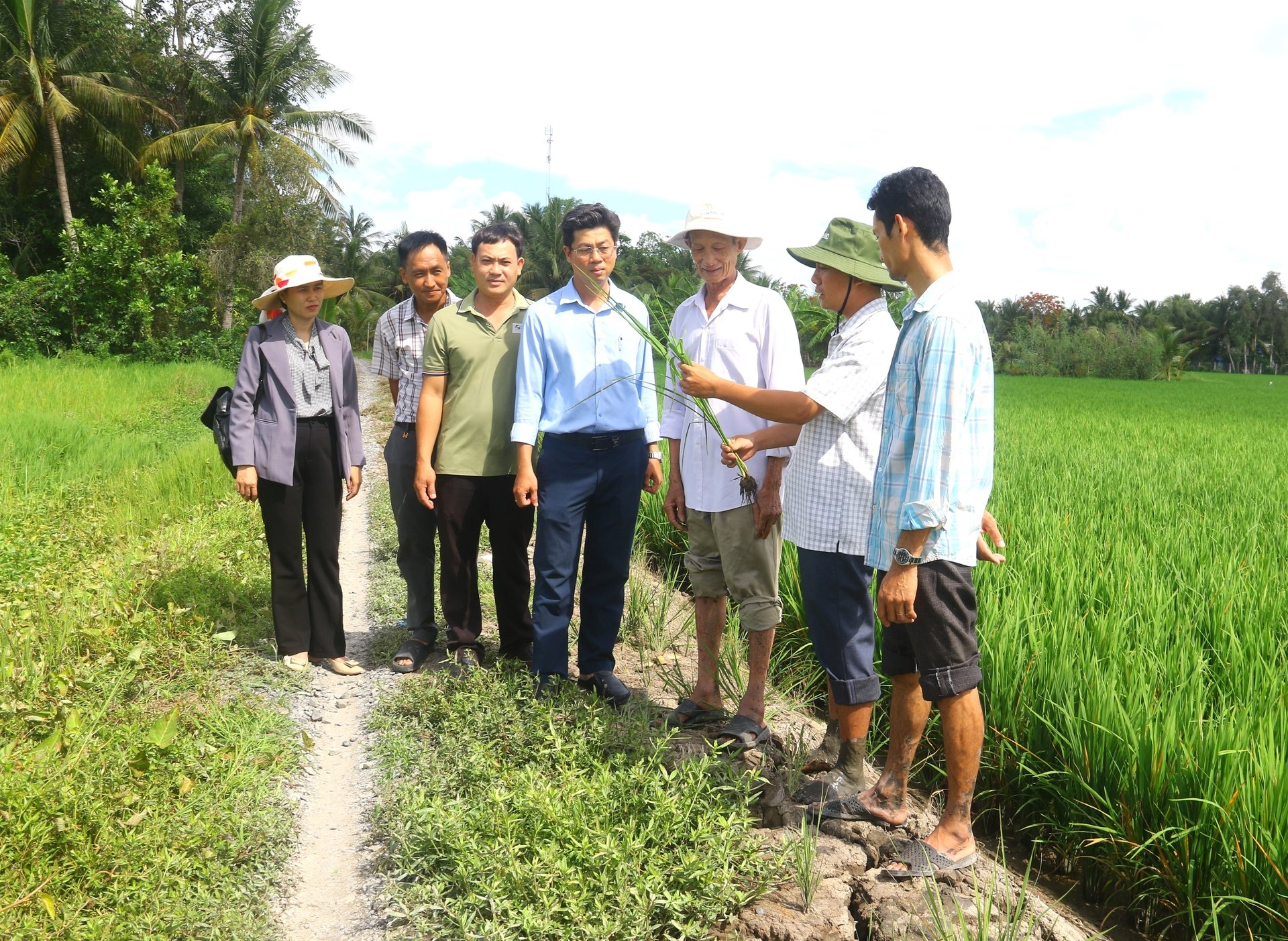 Ông Bành Đức Tín (giữa), Phó Giám đốc Trung tâm Khuyến nông và Dịch vụ nông nghiệp tỉnh Hậu Giang cùng cán bộ khuyến nông cơ sở chuyển giao kỹ thuật sản xuất lúa chất lượng cao cho tổ chức nông dân. Ảnh: Trung Chánh. Ông Bành Đức Tín (giữa), Phó Giám đốc Trung tâm Khuyến nông và Dịch vụ nông nghiệp tỉnh Hậu Giang cùng cán bộ khuyến nông cơ sở chuyển giao kỹ thuật sản xuất lúa chất lượng cao cho tổ chức nông dân. Ảnh: Trung Chánh.