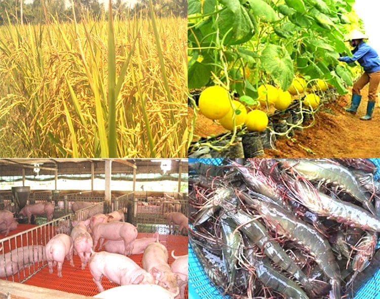 Hà Nội bảo đảm sản xuất, tiêu thụ, xuất khẩu nông lâm thủy sản trước biến động thương mại toàn cầu. Ảnh: thuysanvietnam.com.vn Hà Nội bảo đảm sản xuất, tiêu thụ, xuất khẩu nông lâm thủy sản trước biến động thương mại toàn cầu. Ảnh: thuysanvietnam.com.vn