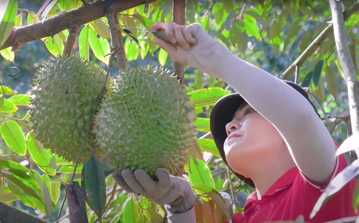 Nhiều doanh nghiệp đang thu mua sầu riêng để làm sầu riêng đông lạnh xuất khẩu sang Hoa Kỳ và các thị trường khác. Ành: Sơn Trang. Nhiều doanh nghiệp đang thu mua sầu riêng để làm sầu riêng đông lạnh xuất khẩu sang Hoa Kỳ và các thị trường khác. Ành: Sơn Trang.
