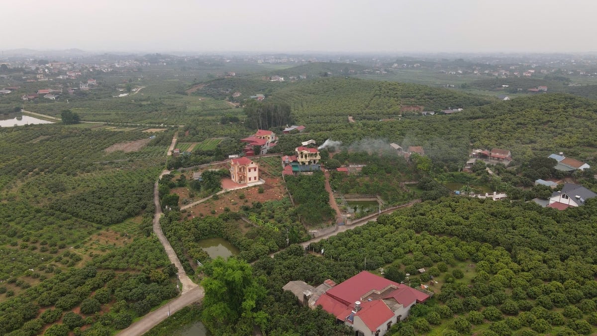 Vùng trồng vải xã Phúc Hòa, huyện Tân Yên nhìn từ trên cao. Ảnh: Đinh Mười. Vùng trồng vải xã Phúc Hòa, huyện Tân Yên nhìn từ trên cao. Ảnh: Đinh Mười.