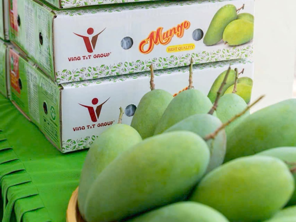 Lô xoài của Vina T&T Group xuất khẩu sang thị trường Hoa Kỳ. Ảnh: Sơn Trang. Lô xoài của Vina T&T Group xuất khẩu sang thị trường Hoa Kỳ. Ảnh: Sơn Trang.