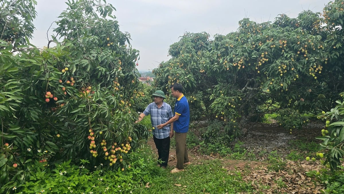 Những chùm vải bắt đầu 'thay áo', sắp tới mùa thu hoạch. Ảnh: Phạm Minh. Những chùm vải bắt đầu 'thay áo', sắp tới mùa thu hoạch. Ảnh: Phạm Minh.