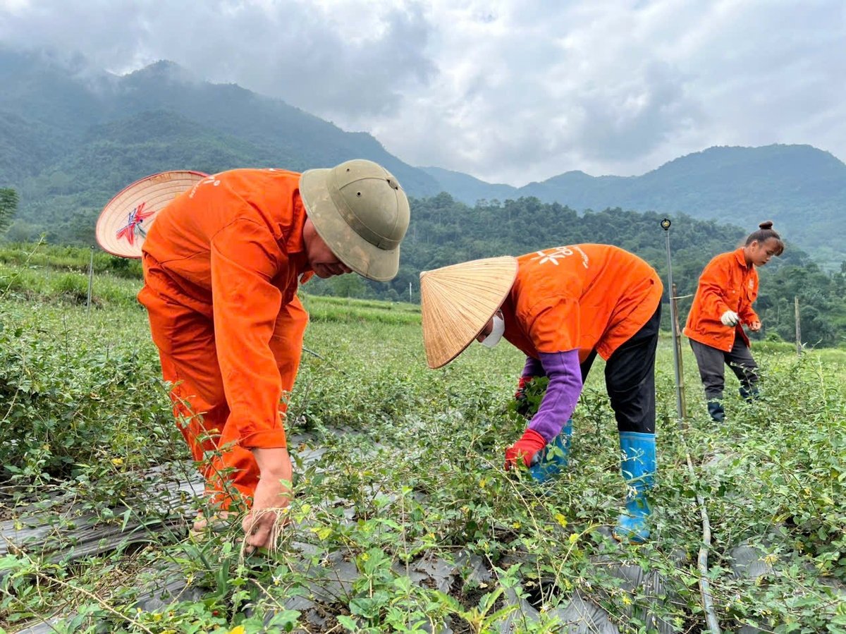 Người dân thôn Nà Sằm, xã Thượng Giáo (huyện Ba Bể) trồng cây cà gai leo thuộc Chương trình mục tiêu quốc gia phát triển kinh tế, xã hội vùng đồng bào dân tộc thiểu số và miền núi. Ảnh: NT. Người dân thôn Nà Sằm, xã Thượng Giáo (huyện Ba Bể) trồng cây cà gai leo thuộc Chương trình mục tiêu quốc gia phát triển kinh tế, xã hội vùng đồng bào dân tộc thiểu số và miền núi. Ảnh: NT.