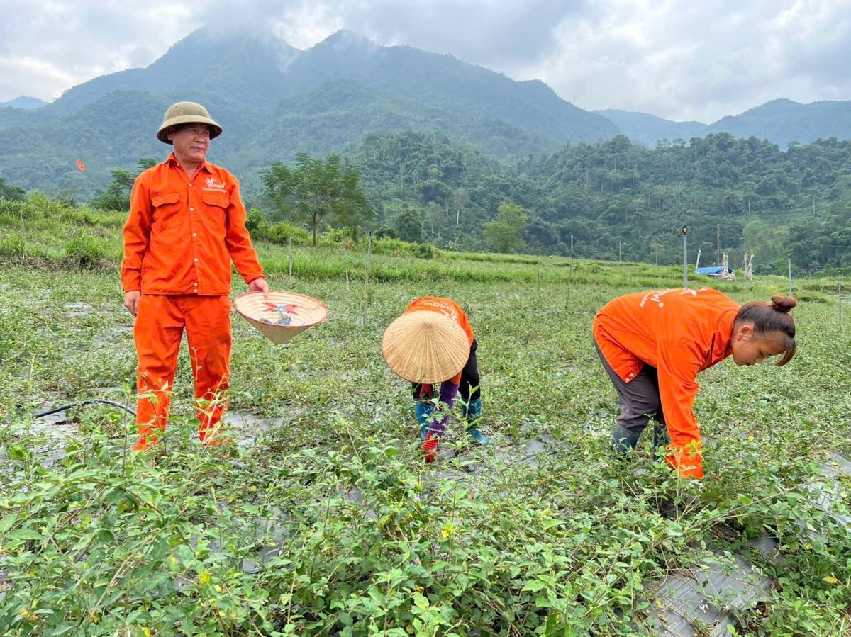 Cây cà gai leo giúp bà con có thêm sinh kế, tạo thu nhập bền vững. Ảnh: NT. Cây cà gai leo giúp bà con có thêm sinh kế, tạo thu nhập bền vững. Ảnh: NT.