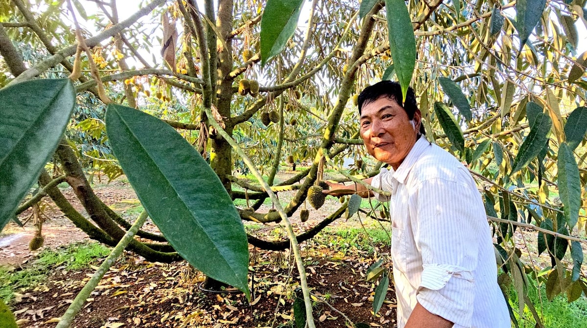 Từ khi áp dụng mô hình canh tác theo quy trình VietGAP, vườn sầu riêng của ông Thủy phát triển tốt, cây khỏe, cho hoa, bói trái sớm. Ảnh: Minh Sáng.
