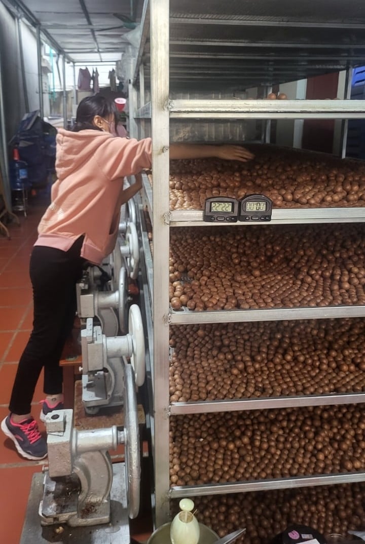 Cơ sở chế biến quả mắc ca của chị Doãn Thị Thoa (khối Tuân Giang, thị trấn Tuần Giáo). Ảnh: Trần Hương. Cơ sở chế biến quả mắc ca của chị Doãn Thị Thoa (khối Tuân Giang, thị trấn Tuần Giáo). Ảnh: Trần Hương.
