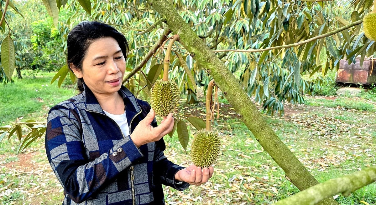 Bà Nga luôn chủ động xây dựng thương hiệu và phát triển thị trường tiêu thụ cho sản phẩm sầu riêng hữu cơ của HTX Xuân Định. Ảnh: Minh Sáng.