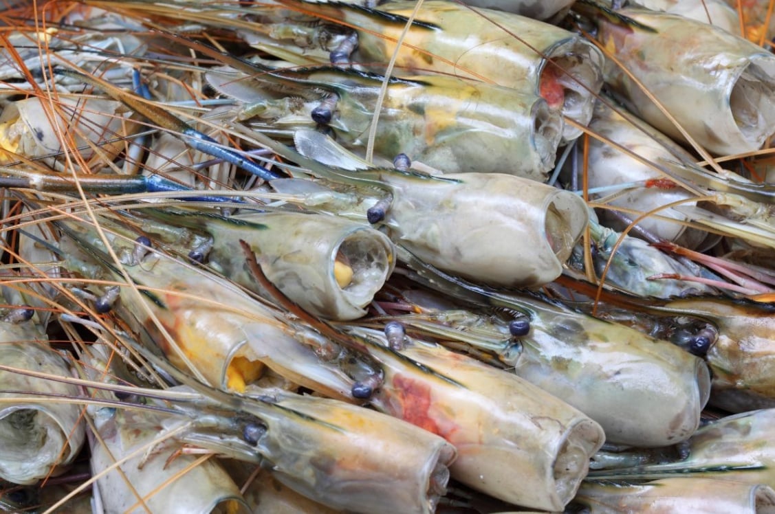 Shrimp heads and shells containing chitosan are raw materials for the pharmaceutical industry. Illustration photo.