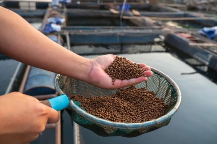 Để giảm áp lực lên nguồn cá tự nhiên, nhiều trang trại thủy sản đang chuyển sang sử dụng protein từ thực vật, côn trùng và tảo biển, vừa thân thiện môi trường và vẫn đảm bảo hiệu quả nuôi. Ảnh: Thefishsite.com. Để giảm áp lực lên nguồn cá tự nhiên, nhiều trang trại thủy sản đang chuyển sang sử dụng protein từ thực vật, côn trùng và tảo biển, vừa thân thiện môi trường và vẫn đảm bảo hiệu quả nuôi. Ảnh: Thefishsite.com.