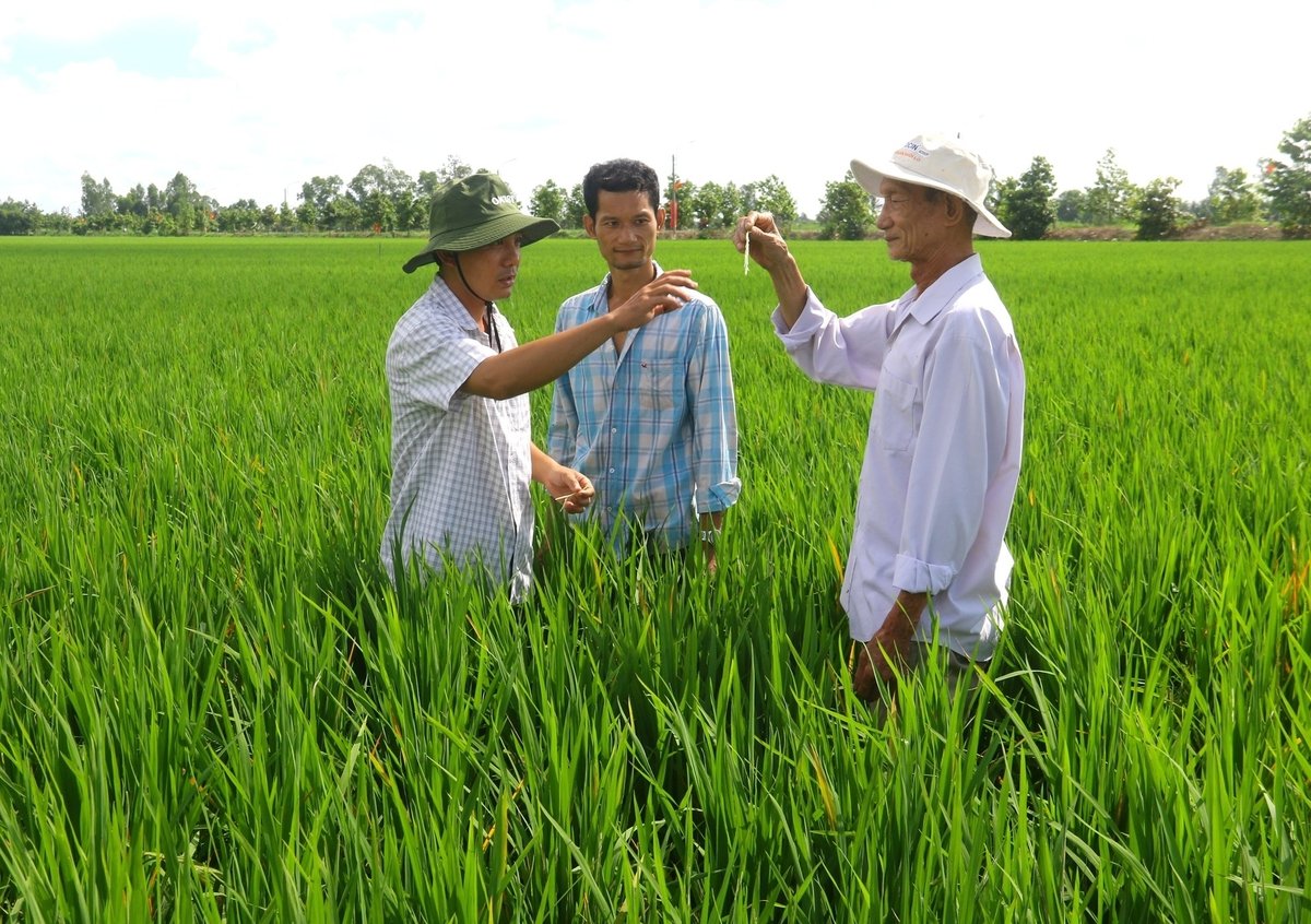 Tổ khuyến nông cộng đồng được xác định là lực lượng đóng vai trò nòng cốt tham gia Đề án 1 triệu ha lúa. Ảnh: Trung Chánh. Tổ khuyến nông cộng đồng được xác định là lực lượng đóng vai trò nòng cốt tham gia Đề án 1 triệu ha lúa. Ảnh: Trung Chánh.