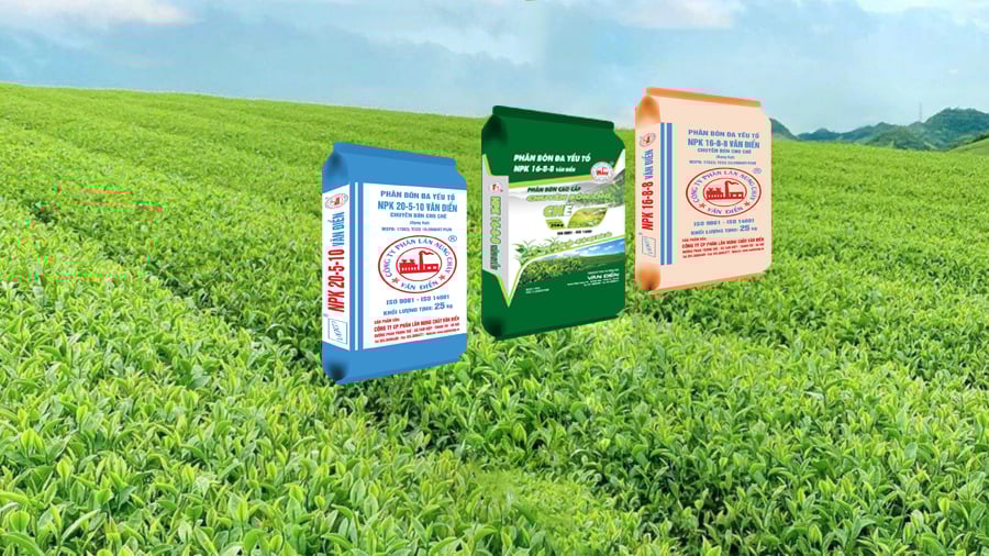 Sử dụng phân bón NPK Văn Điển giúp tăng năng suất búp chè từ 2 - 3 lần so với phương pháp bón phân thông thường. Sử dụng phân bón NPK Văn Điển giúp tăng năng suất búp chè từ 2 - 3 lần so với phương pháp bón phân thông thường.