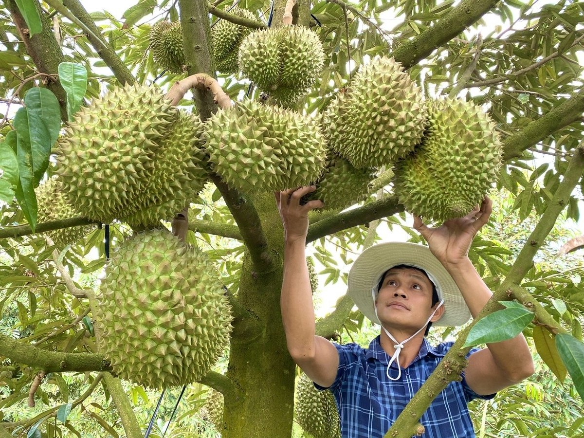 Đồng Tháp và Tiền Giang là 2 tỉnh khá tương đồng về điều kiện tự nhiên, tình hình phát triển kinh tế xã hội, có cùng hệ sinh thái nằm trong vùng Đồng Tháp Mười, đặc biệt là kinh tế vườn, rất đa dạng các chủng loại. Ảnh: Lê Hoàng Vũ. Đồng Tháp và Tiền Giang là 2 tỉnh khá tương đồng về điều kiện tự nhiên, tình hình phát triển kinh tế xã hội, có cùng hệ sinh thái nằm trong vùng Đồng Tháp Mười, đặc biệt là kinh tế vườn, rất đa dạng các chủng loại. Ảnh: Lê Hoàng Vũ.
