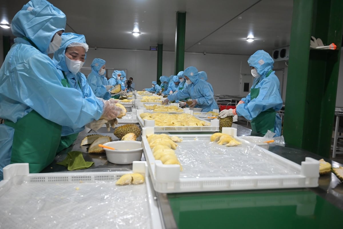 Các doanh nghiệp chế biến sầu riêng phục vụ xuất khẩu. Ảnh: Phạm Hoài. Các doanh nghiệp chế biến sầu riêng phục vụ xuất khẩu. Ảnh: Phạm Hoài.