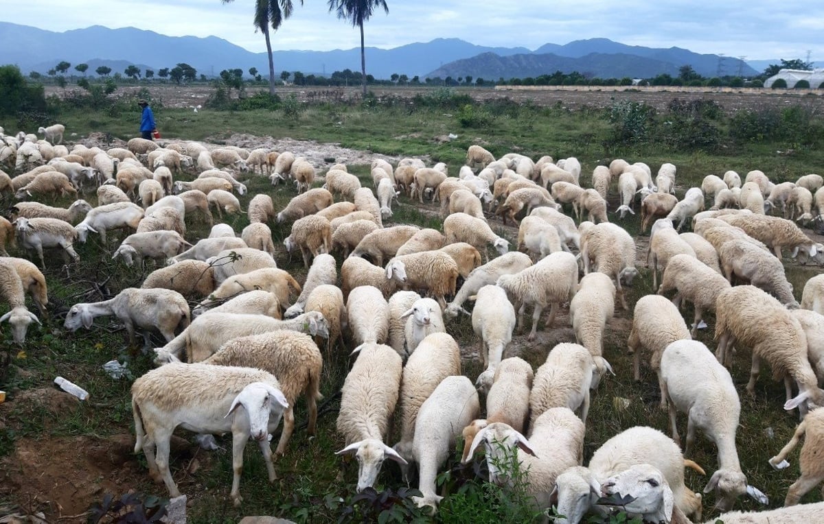 Ninh Thuận là địa phương có số lượng đàn dê, cừu lớn nhất cả nước. Ảnh: Phương Chi. Ninh Thuận là địa phương có số lượng đàn dê, cừu lớn nhất cả nước. Ảnh: Phương Chi.