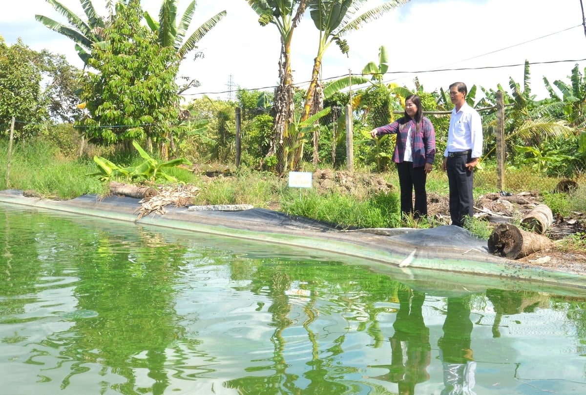 Cán bộ khuyến nông huyện Phụng Hiệp (Hậu Giang) thăm mô hình nuôi cá thát lát. Ảnh: Trung Chánh. Cán bộ khuyến nông huyện Phụng Hiệp (Hậu Giang) thăm mô hình nuôi cá thát lát. Ảnh: Trung Chánh.