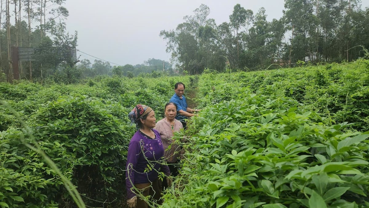 Người dân xã Liên Chung, huyện Tân Yên chăm sóc sâm Núi Dành. Ảnh: Đinh Mười. Người dân xã Liên Chung, huyện Tân Yên chăm sóc sâm Núi Dành. Ảnh: Đinh Mười.