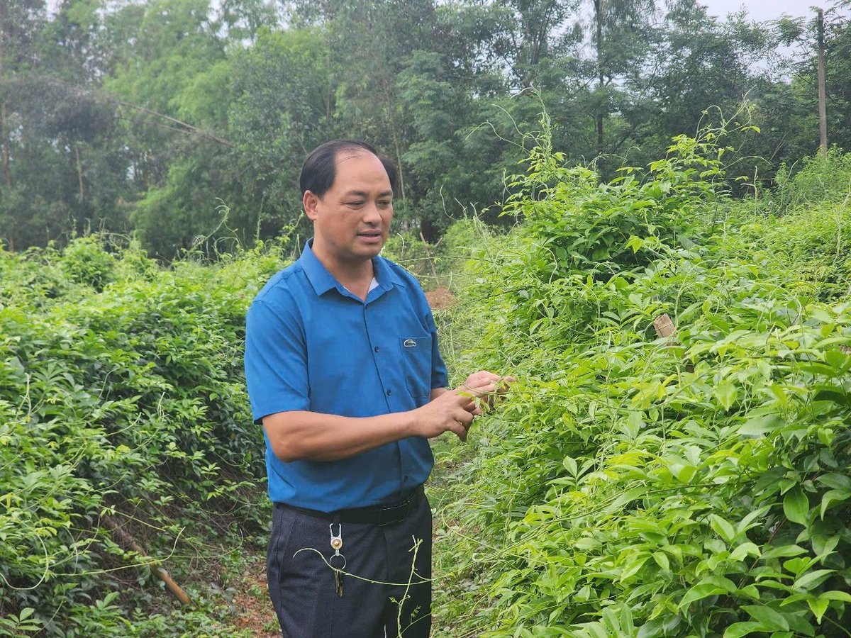 Ông Nguyễn Đức Văn, Phó Chủ tịch UBND xã Liên Chung say sưa chia sẻ với PV về gốc tích sâm Núi Dành. Ảnh: Đinh Mười. Ông Nguyễn Đức Văn, Phó Chủ tịch UBND xã Liên Chung say sưa chia sẻ với PV về gốc tích sâm Núi Dành. Ảnh: Đinh Mười.