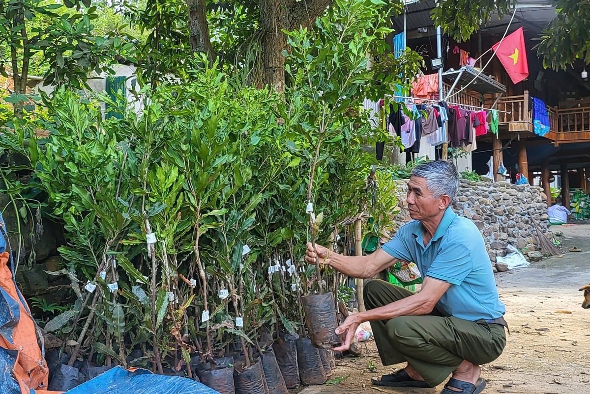 Ông Lò Văn Toàn (bản Phung, xã Quài Cang, huyện Tuần Giáo) kiểm tra cây giống mắc ca. Ảnh: Trần Hương. Ông Lò Văn Toàn (bản Phung, xã Quài Cang, huyện Tuần Giáo) kiểm tra cây giống mắc ca. Ảnh: Trần Hương.