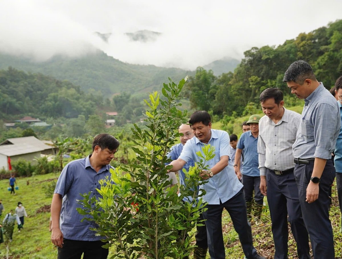 Lãnh đạo tỉnh Điện Biên và huyện Tuần Giáo kiểm tra, đánh giá vườn mắc ca. Ảnh: Trần Hương. Lãnh đạo tỉnh Điện Biên và huyện Tuần Giáo kiểm tra, đánh giá vườn mắc ca. Ảnh: Trần Hương.