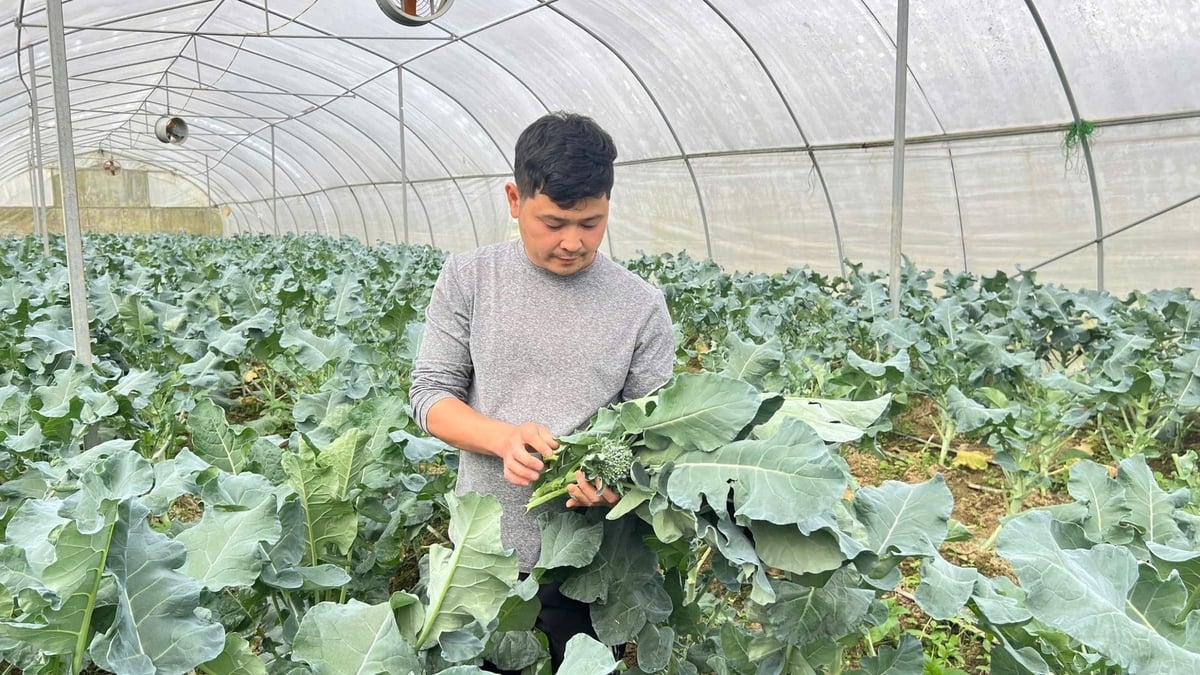 Anh Vũ Đình Gió thu hoạch rau súp lơ tại trang trại của gia đình. Ảnh: Bích Hợp. 