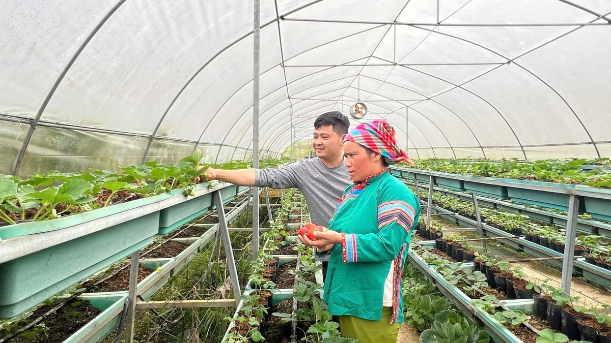 Anh Vũ Đình Gió (xã Lùng Phình, huyện Bắc Hà) kết hợp trồng rau và thu hút khách du lịch. Ảnh: Bích Hợp.