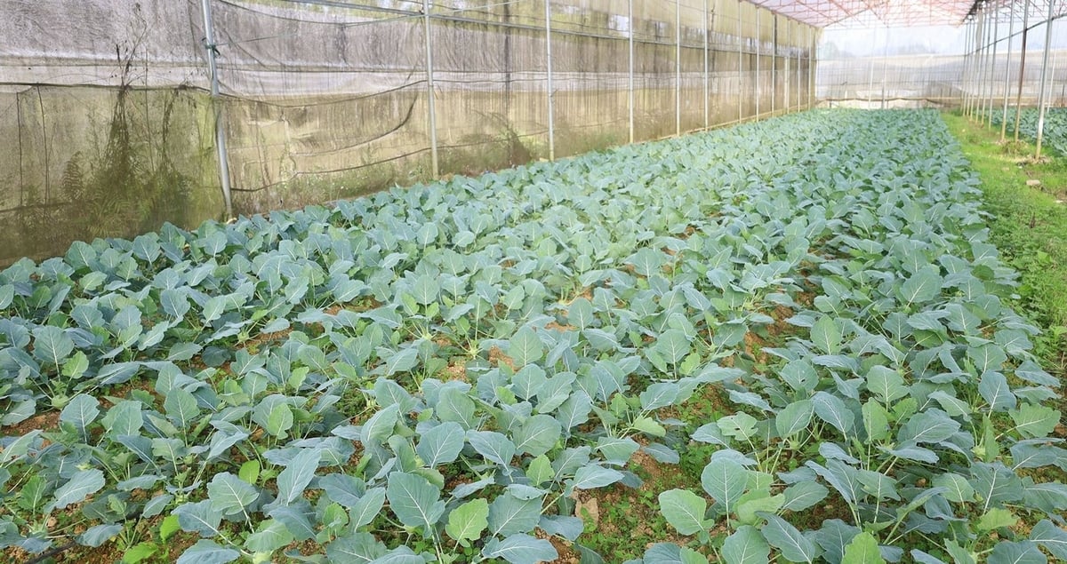 Trồng rau hữu cơ đang là hướng đi mới giúp người dân Bắc Hà phát triển kinh tế. Ảnh: Kim Thoa.