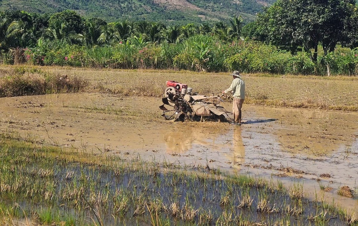 Nước về, các xã Diên Điền, Diên Sơn triển khai cày bừa để chuẩn bị gieo sạ vụ hè thu. Ảnh: KS. Nước về, các xã Diên Điền, Diên Sơn triển khai cày bừa để chuẩn bị gieo sạ vụ hè thu. Ảnh: KS.