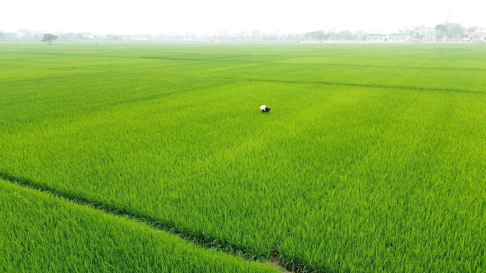 Vĩnh Phúc đang triển khai nhiều mô hình canh tác lúa giảm phát thải và mục tiêu mở rộng lên vài nghìn ha trong năm 2025. Ảnh: Quang Dũng. Vĩnh Phúc đang triển khai nhiều mô hình canh tác lúa giảm phát thải và mục tiêu mở rộng lên vài nghìn ha trong năm 2025. Ảnh: Quang Dũng.