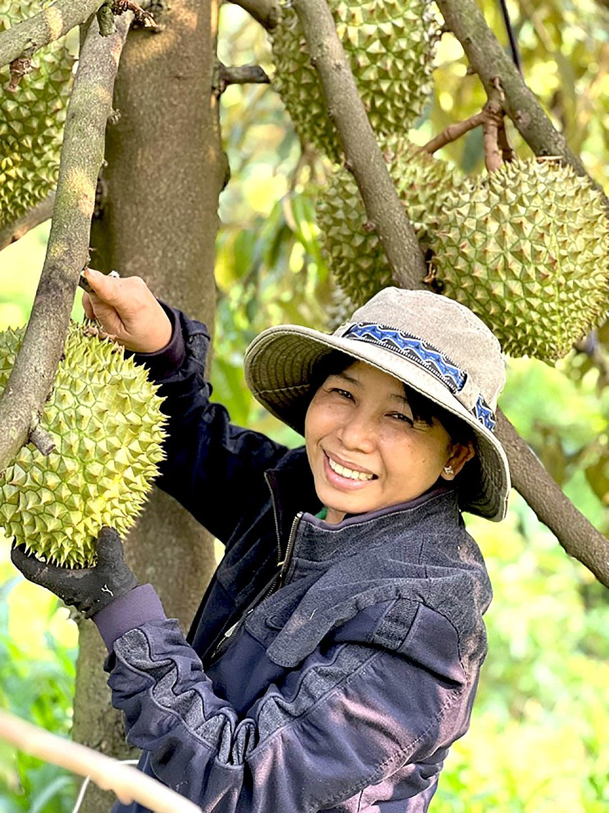 HTX Xuân Định tiên phong ứng dụng công nghệ cao, giúp nhiều nhà vườn đạt hiệu quả kinh tế cao. Ảnh: Hoàng Phúc.