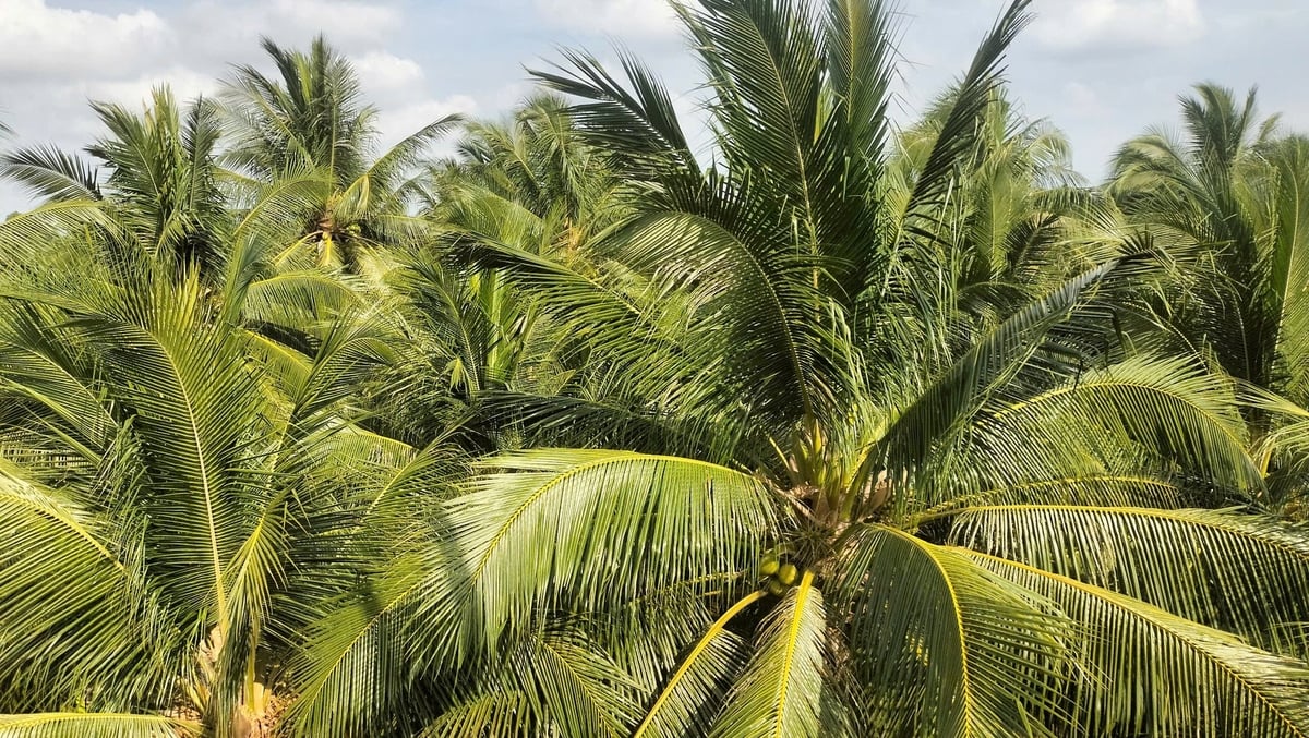 Một vườn dừa ven sông Hàm Luông của tỉnh Bến Tre đã phục hồi sau khi áp dụng các biện pháp phòng trừ sâu đầu đen. Ảnh: Minh Đảm.