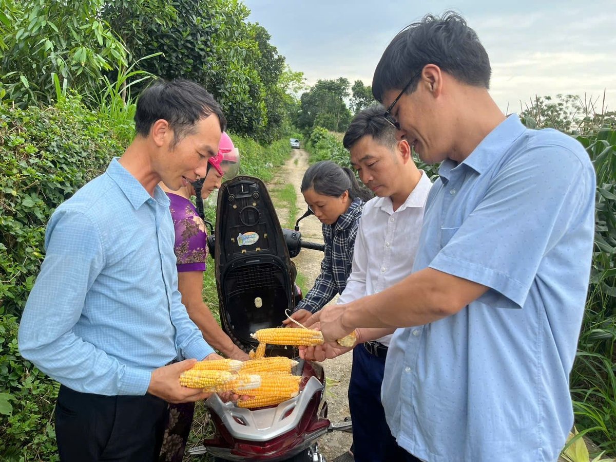 Sở Nông nghiệp và Môi trường tỉnh Lào Cai kiểm tra thực tế ngô của người dân tại xã Kim Sơn. Ảnh: H.Đ. Sở Nông nghiệp và Môi trường tỉnh Lào Cai kiểm tra thực tế ngô của người dân tại xã Kim Sơn. Ảnh: H.Đ.