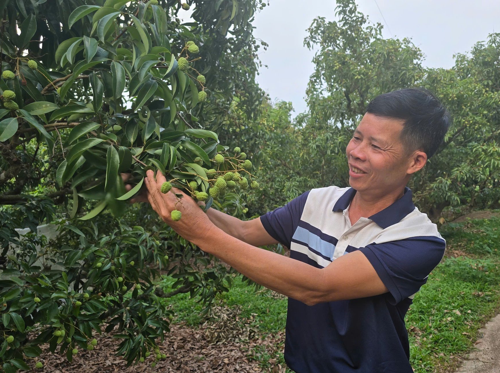 Dự kiến khoảng cuối tháng 6, vải thiều tại phường Thanh Hải (thị xã Chũ) sẽ thu hoạch. Ảnh: Hoàng Phong.