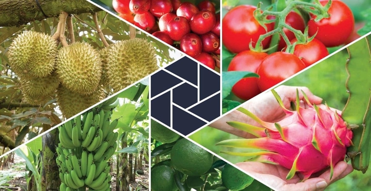 Tăng năng suất, giảm tác động là một trong những ưu tiên hàng đầu của Syngenta.