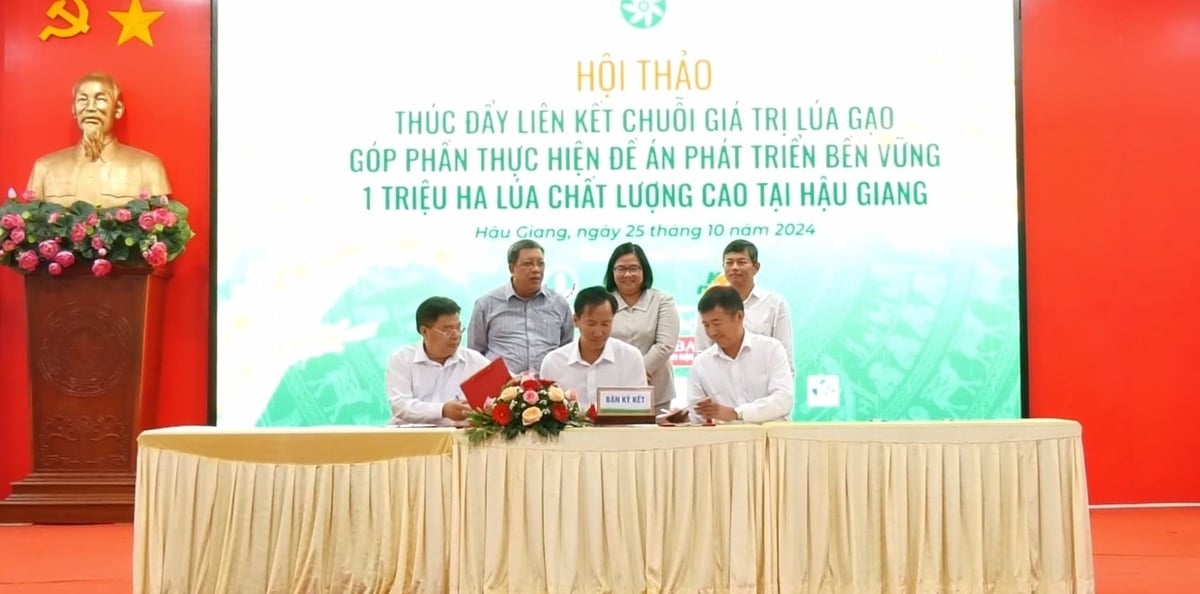 Cooperatives can act as intermediaries for farmers, facilitating contract signings with enterprises. Photo: VAN.