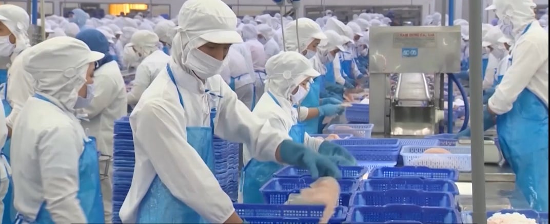 The Mekong Delta currently has hundreds of enterprises engaged in the purchasing, processing, and export of agricultural products every day. Photo: VAN.